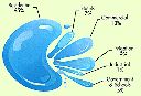 Filename=dropgraph.gif
Filesize=16KiB
Dimensions=252x173
Date added=Jun 06, 2013 dropgraph.gif